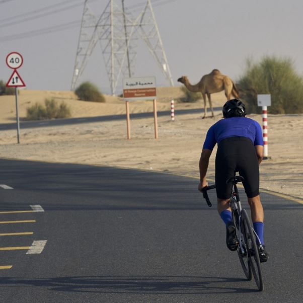 Le Maillot Cycliste Manches Courtes Bleu Adidas